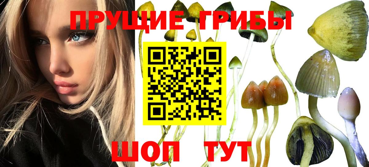 Галлюциногенные грибы Psilocybe Кисловодск